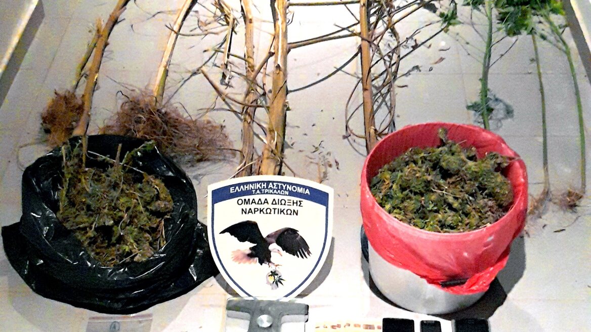 Τρίκαλα: Εξαρθρώθηκε κύκλωμα καλλιέργειας και διακίνησης χασίς