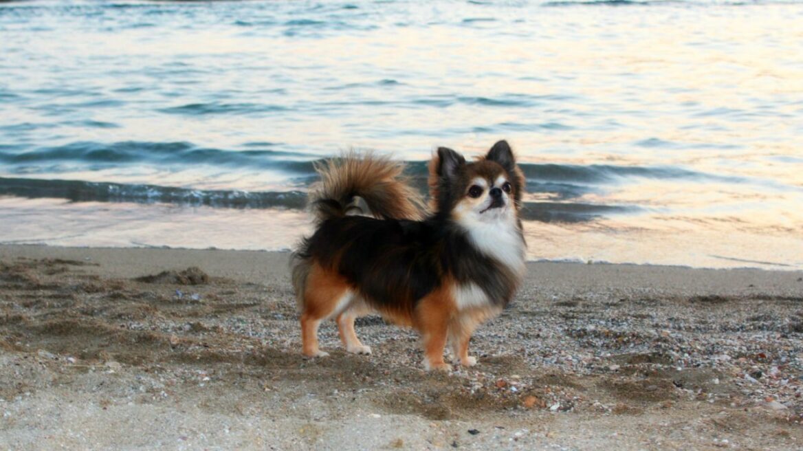 Τσιουάουα: Ο μικρότερος όλων, αλλά ο «μεγαλύτερος» στην ψυχή