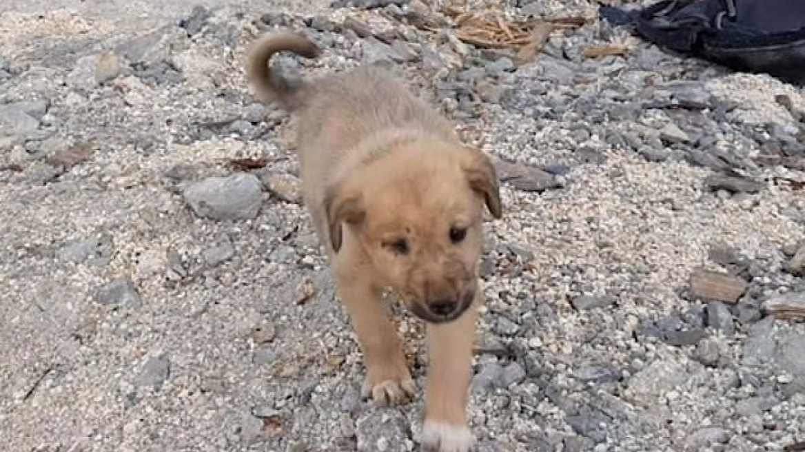 Συρία: Σώθηκε το κουτάβι που βρισκόταν στον ίδιο χώρο με τον Μπαγκντάντι