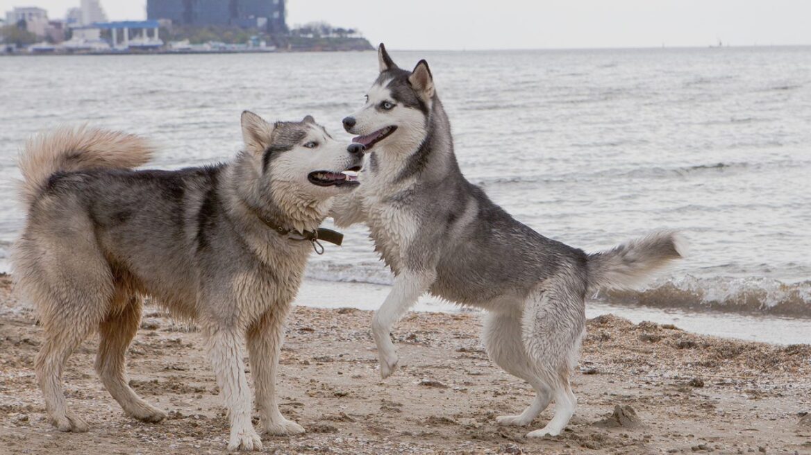 Γιατί ο σκύλος «καβαλάει» το πόδι μας και τους άλλους σκύλους