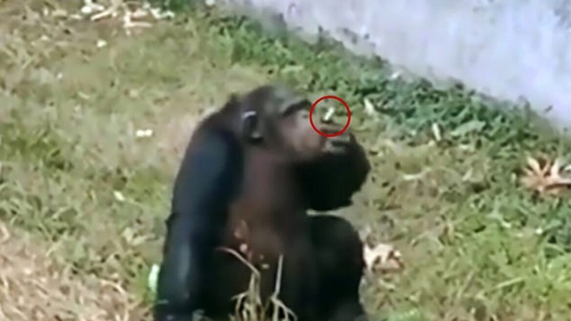 Αντιδράσεις για βίντεο που δείχνει θηλυκό χιμπατζή να «καπνίζει» σε ζωολογικό κήπο