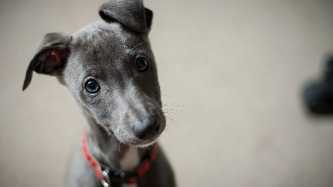 Είναι σωστό να μαλώνω τον σκύλο για τα λάθη του;