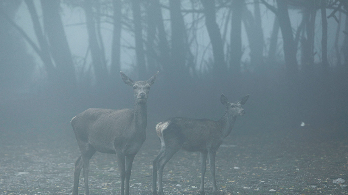 Δείτε φωτογραφίες- Πάρνηθα: Παραμυθένιο τοπίο στην ομίχλη