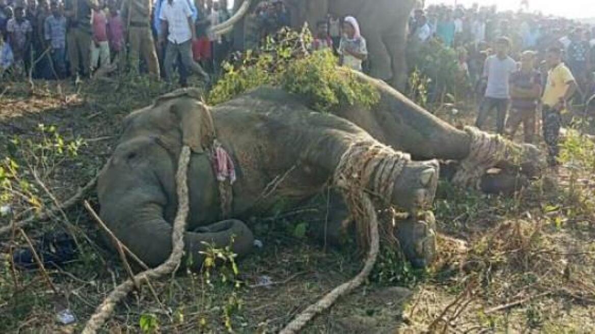 Ινδία: Οι φωτογραφίες του αιχμαλωτισμένου «Μπιν Λάντεν» που σκότωσε πέντε χωρικούς