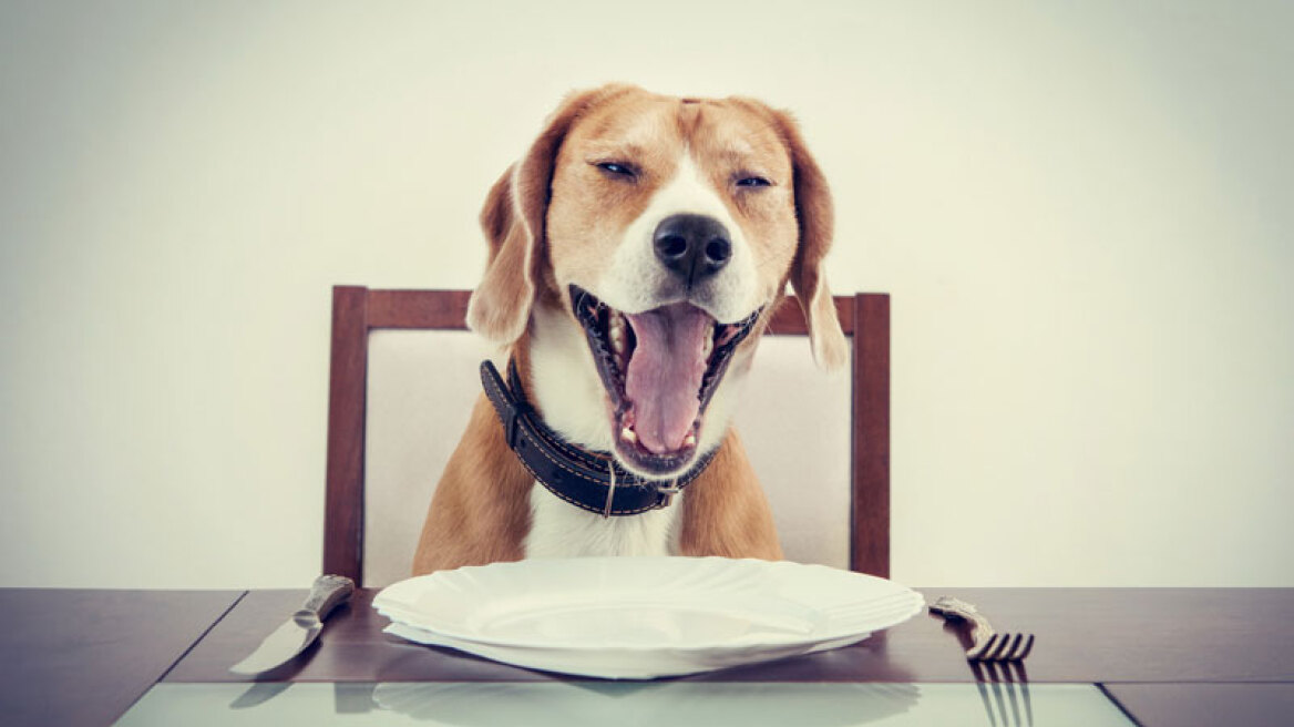 Γιατί μυρίζει το στόμα του σκύλου και τι να κάνουμε