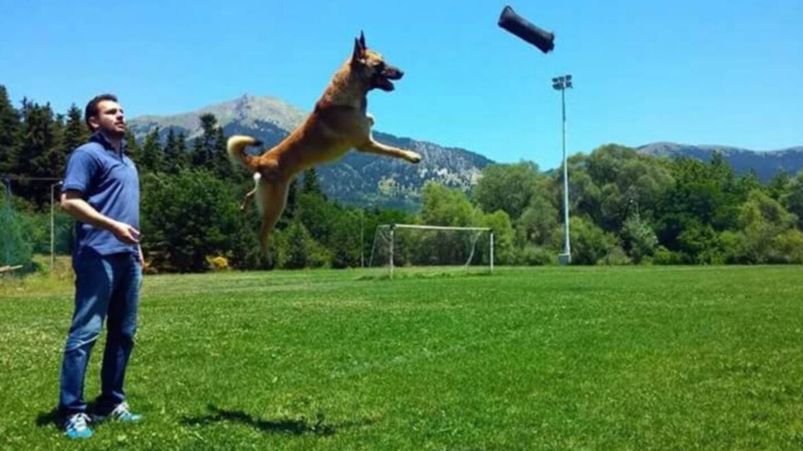 Μαλινουά: Ο σκύλος που επιλέγουν τα Σώματα Ασφαλείας και ο Στρατός