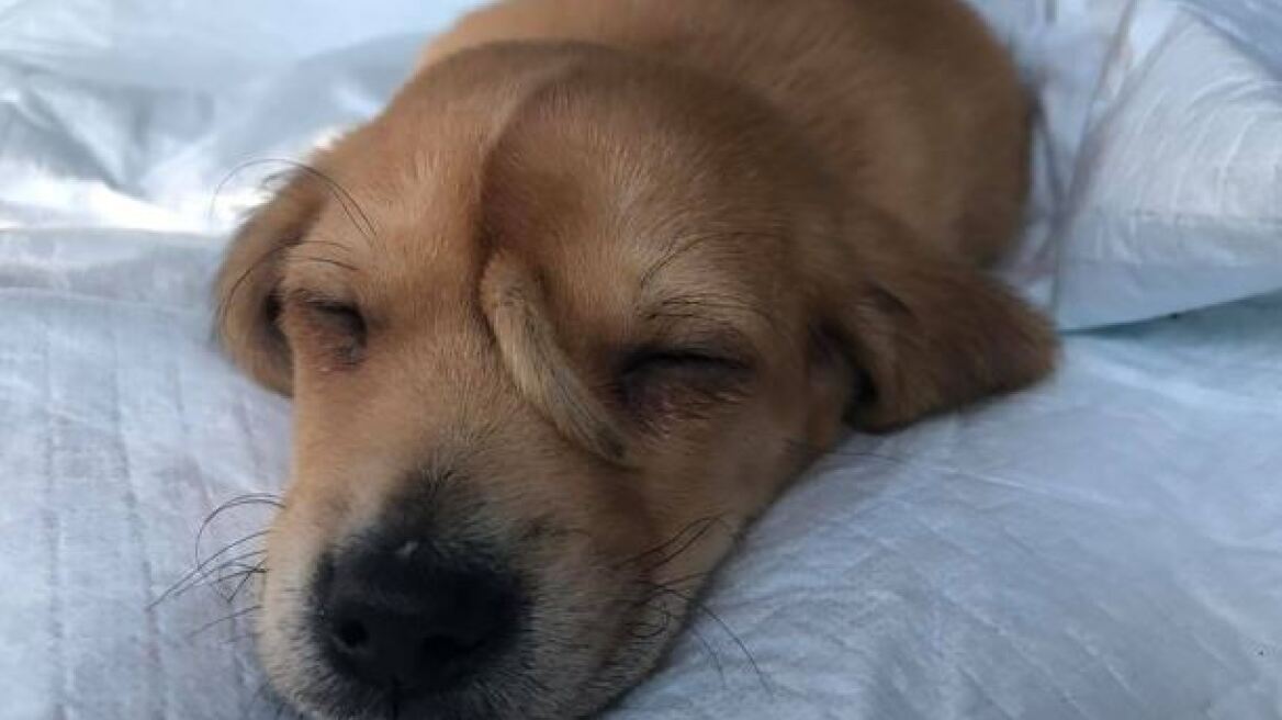 Ξετρελαμένο το διαδίκτυο με το κουταβάκι «μονόκερο» με τη δεύτερη ουρά... στο κεφάλι