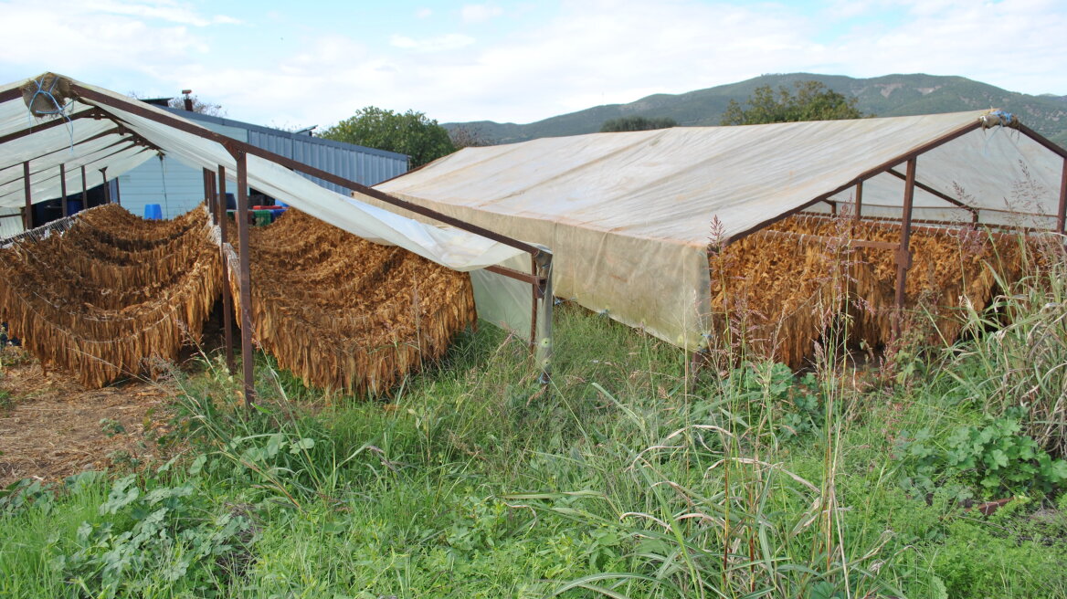 Λαμία: Θα έστελναν δυόμισι τόνους λαθραίου καπνού μέσω ΚΤΕΛ - Δείτε φωτογραφίες