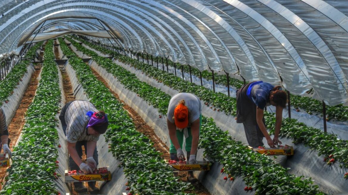 Μανωλάδα: Μειωμένες ποινές για τις «ματωμένες φράουλες»