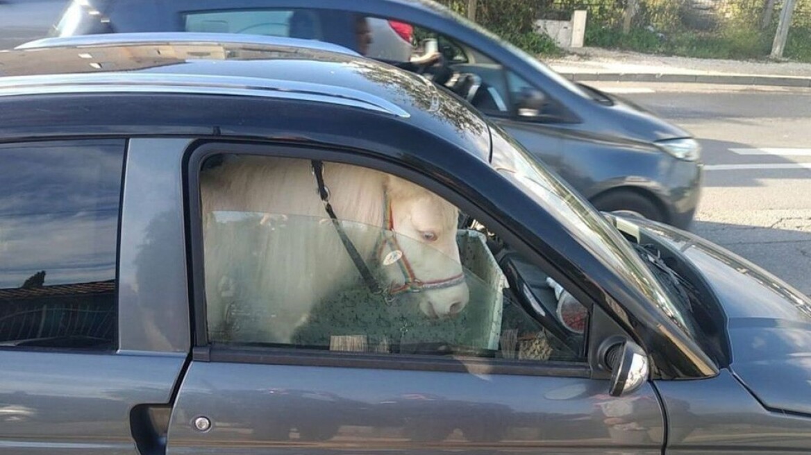 Απίστευτο και όμως αληθινό: Μετέφερε άλογο μέσα στο αυτοκίνητο