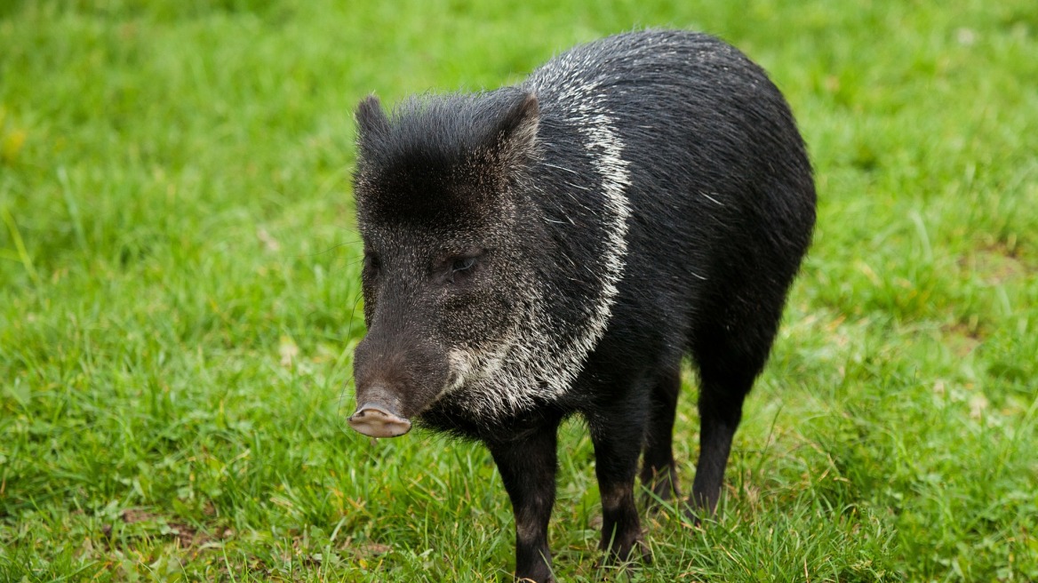 Τέξας: Φρικτός θάνατος για 59χρονη από αγριογούρουνα
