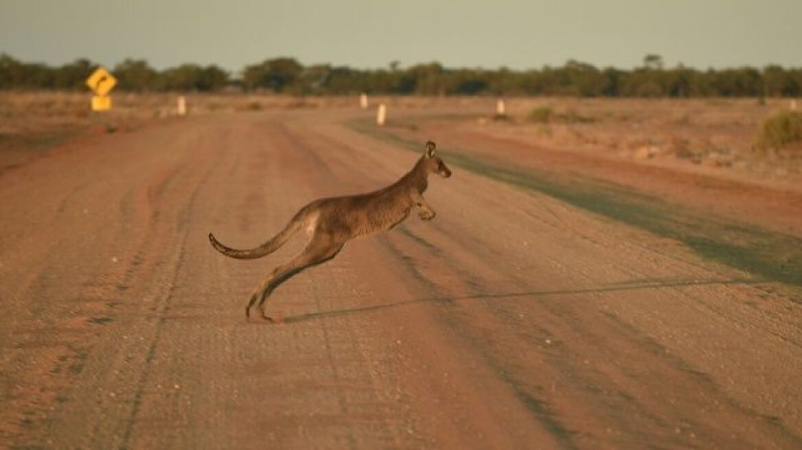 Αυστραλία: Σκότωσε από πρόθεση 20 καγκουρό και γλίτωσε τη φυλάκιση 