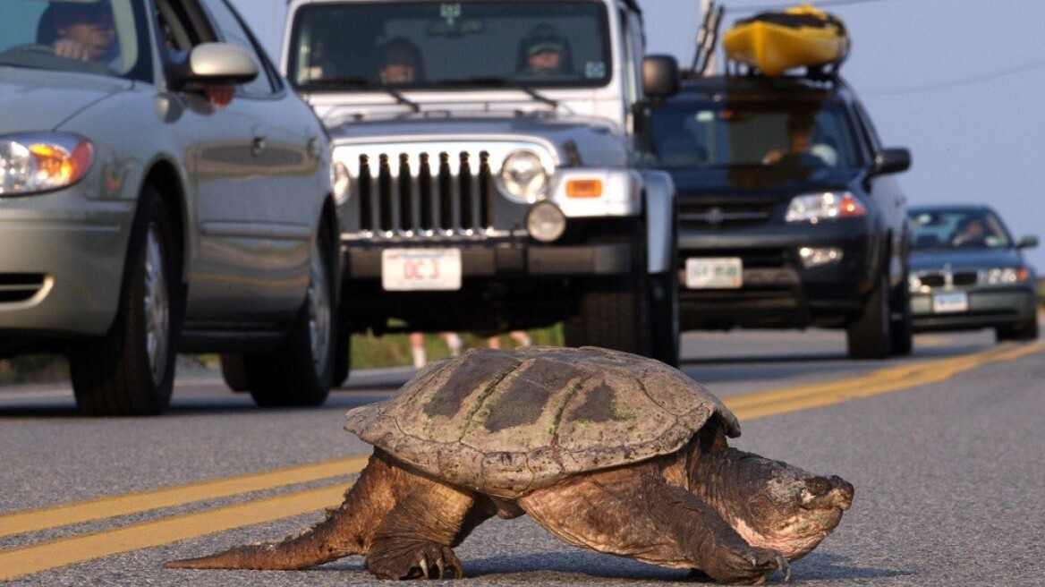 Πρόστιμο 10.300 ευρώ σε οδηγό που πάτησε… χελώνα