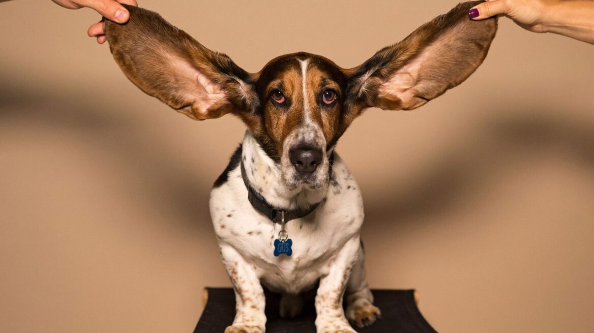 Ωτίτιδα: Τρεις φυσικοί τρόποι ανακούφισης του σκύλου