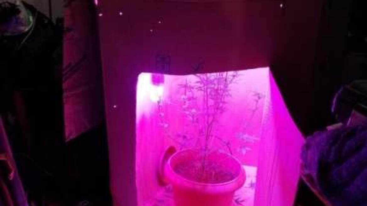 Σπείρα διακινούσε κοκαΐνη και υδροπονική κάνναβη στη Μεσσηνία