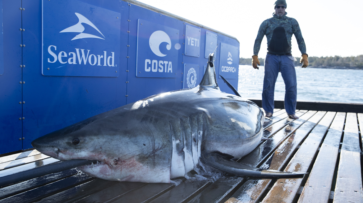 Ironbound: Ο εντυπωσιακός λευκός καρχαρίας που «επισκέφθηκε» το Μαϊάμι τα Χριστούγεννα!