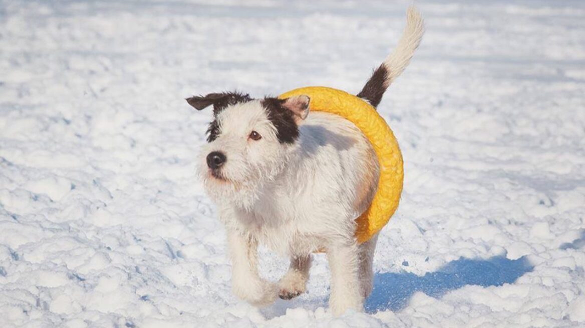 Πάρσον Ράσελ Τεριέ: Ένας δυναμικός σκύλος στο σαλόνι σας