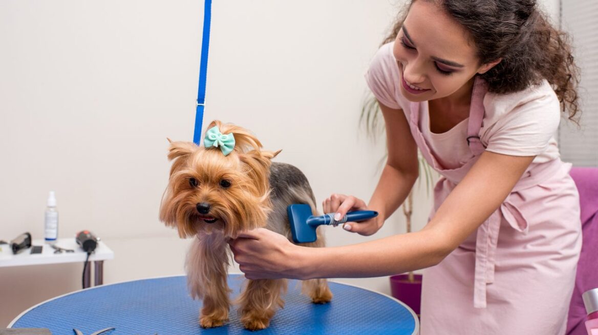 Ο σκύλος μου φοβάται τον groomer: Τι να κάνω