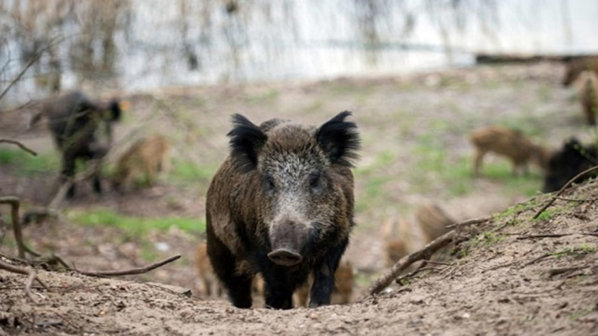 Πέλλα: Κυνηγός τραυμάτισε φίλο του σε κυνήγι αγριογούρουνου 