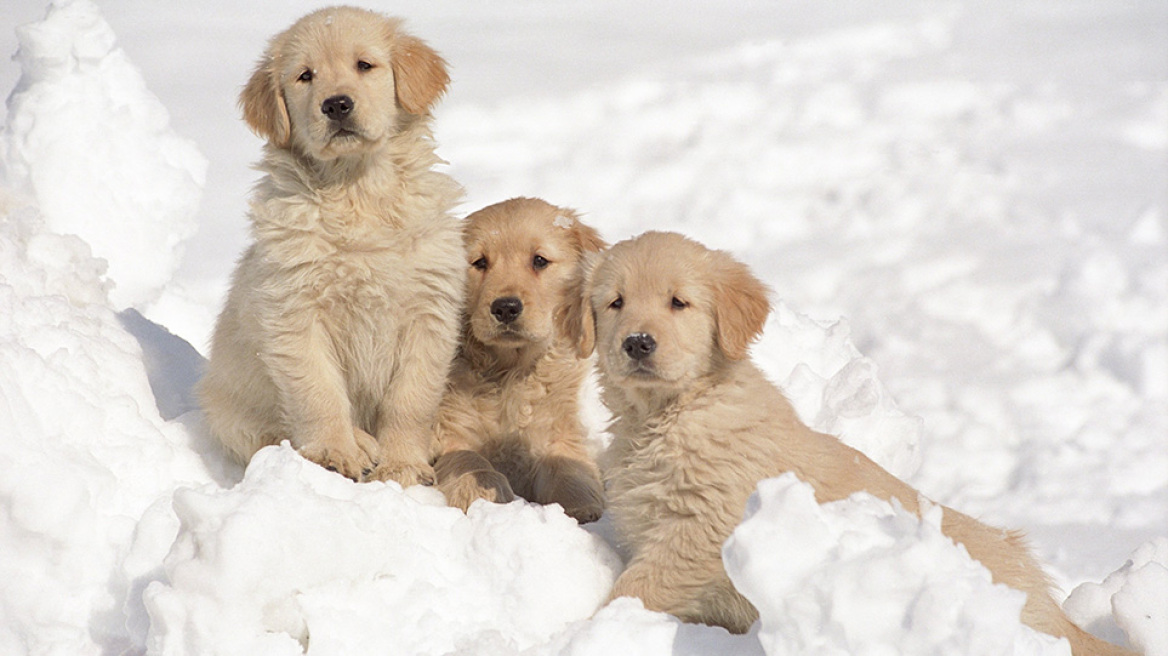 Προστατέψτε τα κατοικίδιά σας από το έντονο κρύο