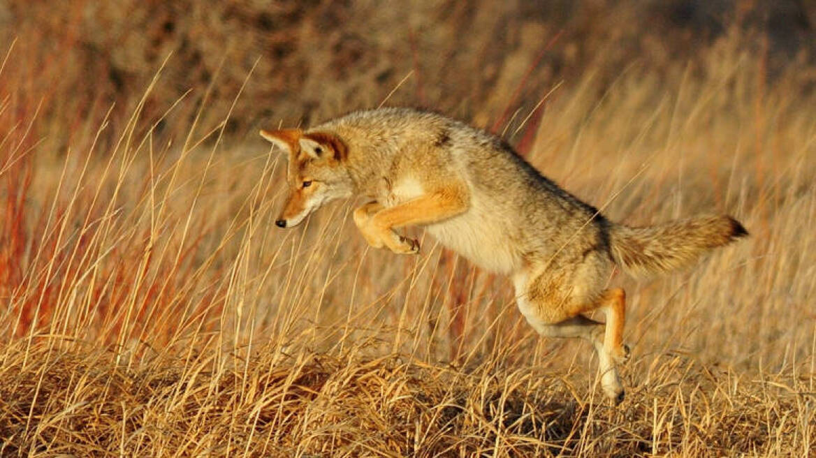 Σικάγο: Κογιότ επιτέθηκε σε πεντάχρονο αγόρι