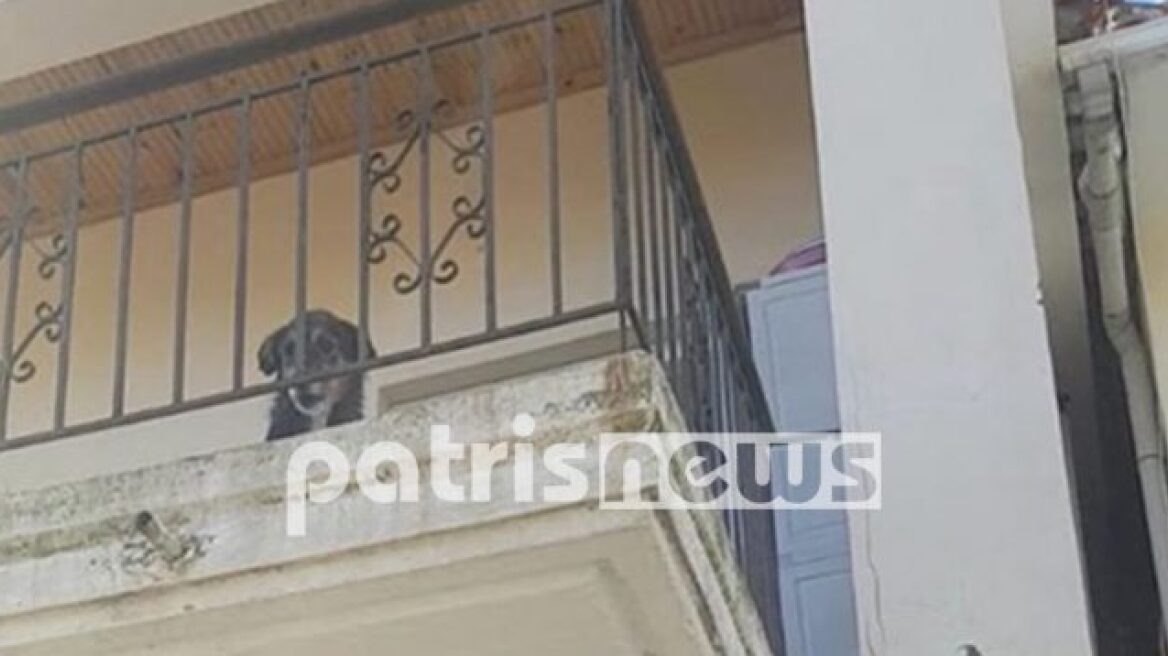Ηλεία: Έφυγε για 10 μέρες και άφησε τον σκύλο στο μπαλκόνι - Γείτονες και πυροσβέστες έσωσαν το ζώο