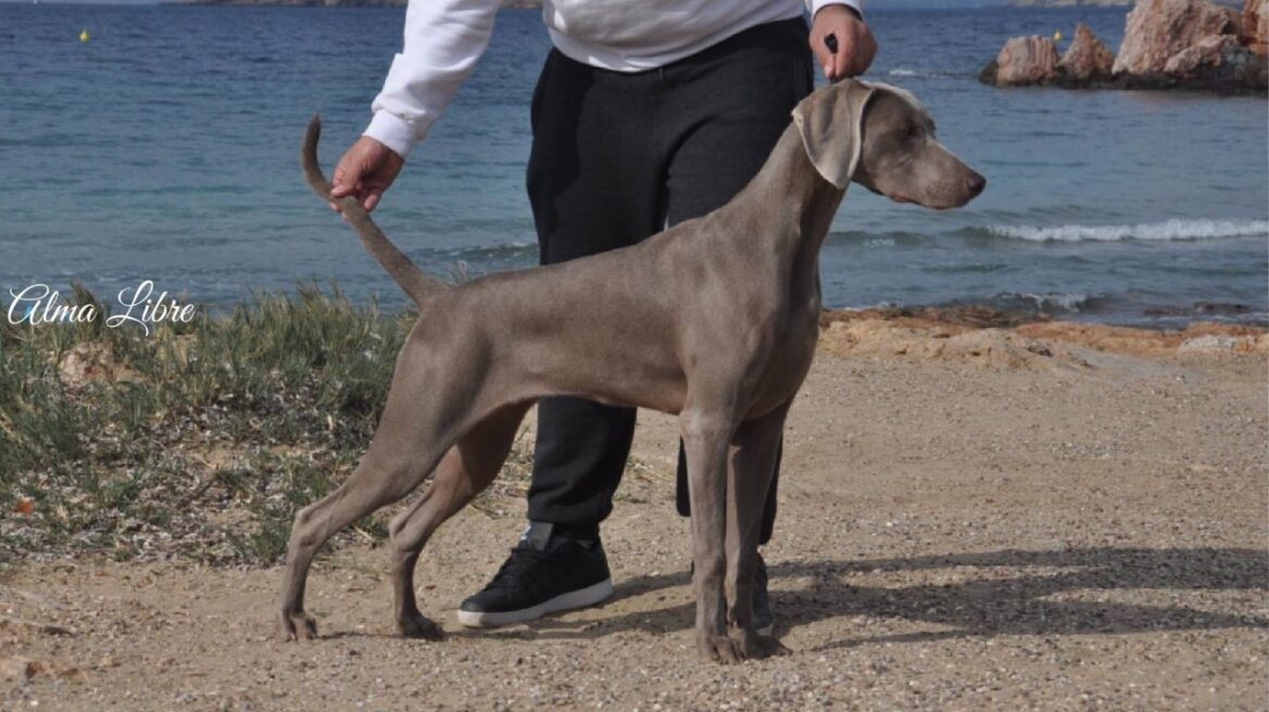 Ο σκύλος Βαϊμαράνερ: Έξυπνος, αγαπησιάρης και γενναίος κυνηγός