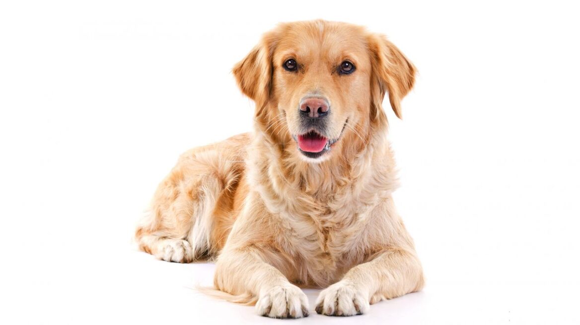 Το πρόβλημα υγείας που κρύβει η υπερένταση του σκύλου