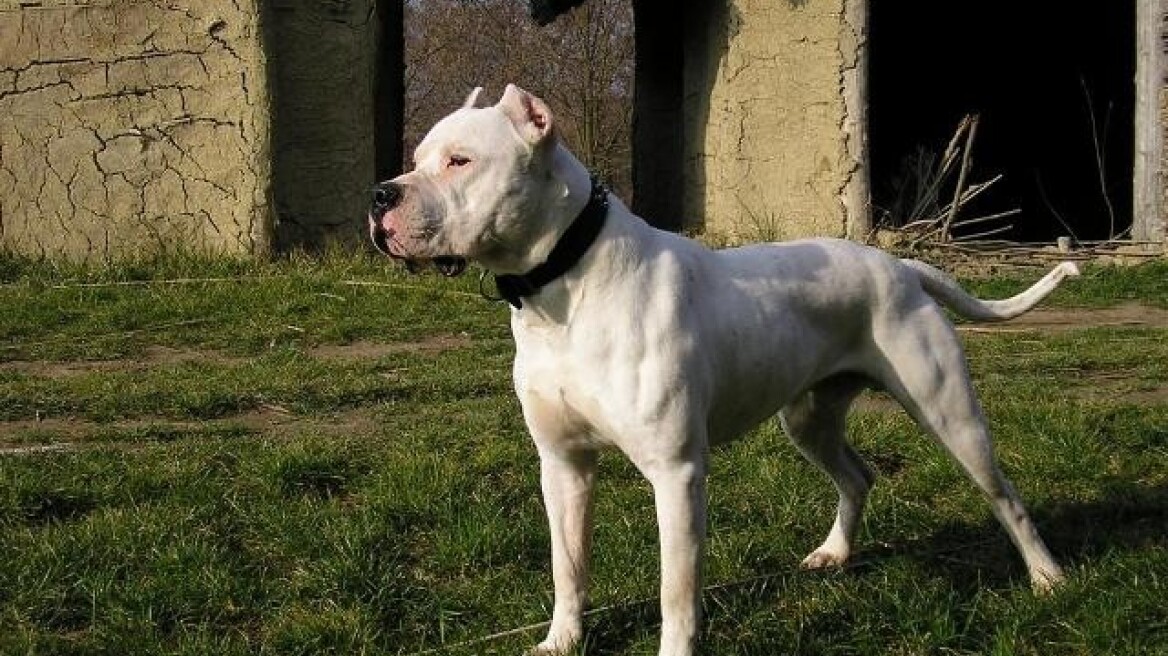 Βόλος:  Σοκάρει η ιατροδικαστική έκθεση για την 70χρονη - Πέθανε από τις δαγκωματιές του σκύλου της