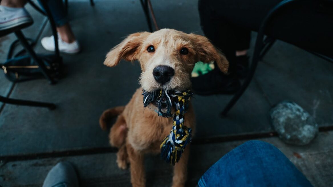 Πώς παίρνουμε ένα αντικείμενο από το στόμα του σκύλου;