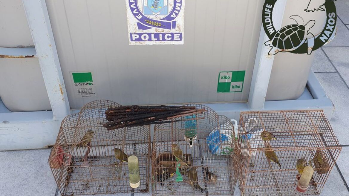 Κρατούσαν φυλακισμένα 42 άγρια πτηνά στη Νάξο