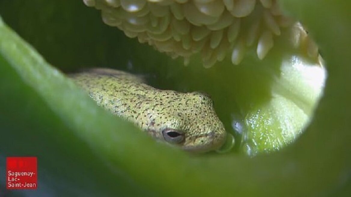 Ζευγάρι βρήκε βάτραχο να ζει μέσα σε μια πράσινη πιπεριά (pics)