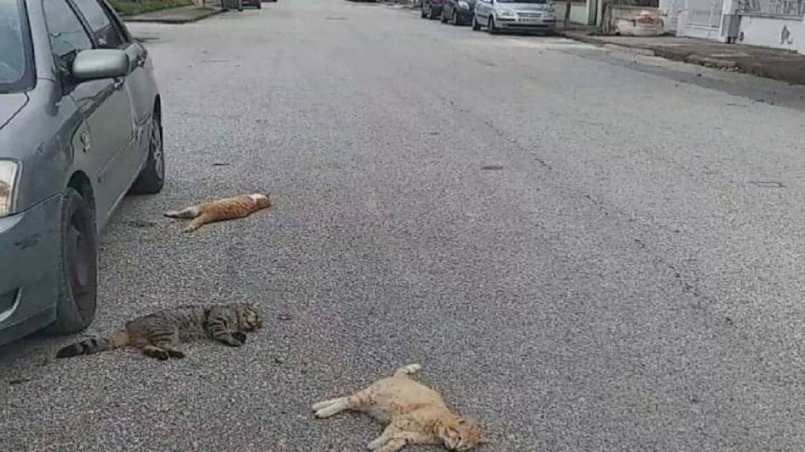 Φρίκη στα Τρίκαλα: Έβαλαν φόλες και σκότωσαν πάνω από 20 γάτες