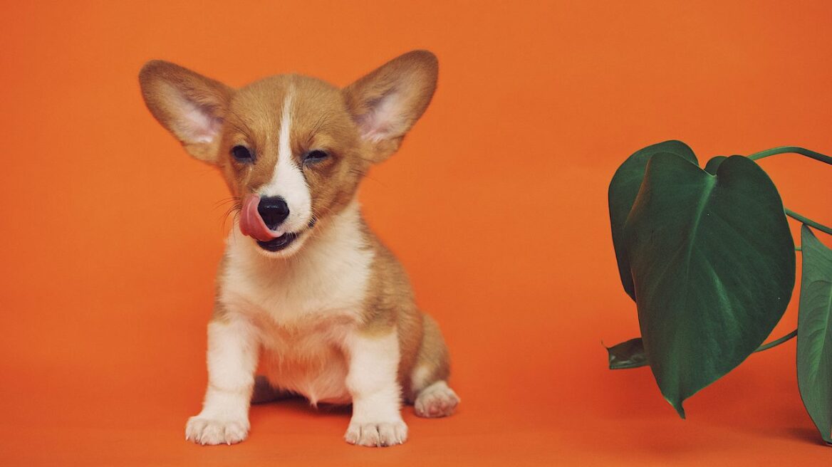 Κουτάβι: Γιατί δαγκώνει συνέχεια και πώς θα το περιορίσετε