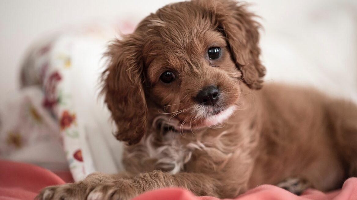 Τρία κόλπα για να πάψει να κλαίει το κουτάβι τη νύχτα