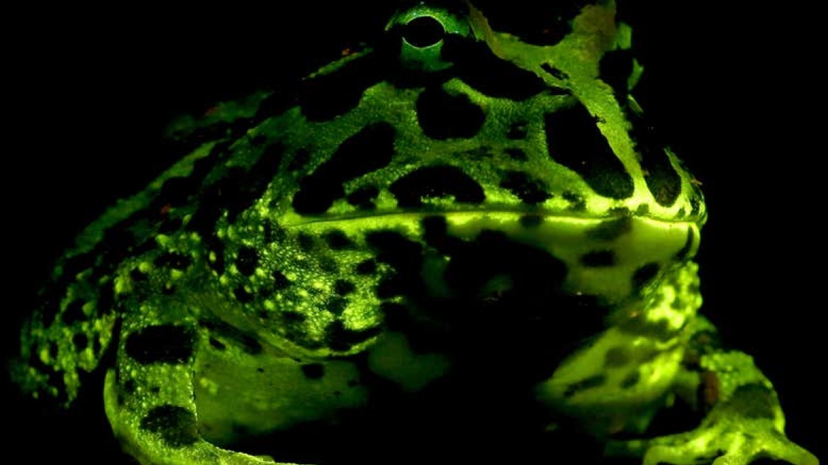 Σχεδόν όλοι οι βάτραχοι και οι σαλαμάνδρες έχουν την ικανότητα να λάμπουν