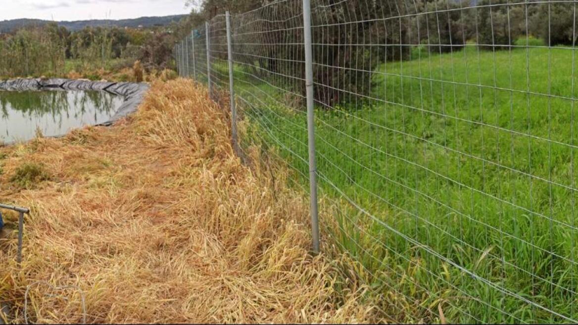 Χίος: Η δικογραφία για τους πυροβολισμούς κατά ανήλικων προσφυγόπουλων