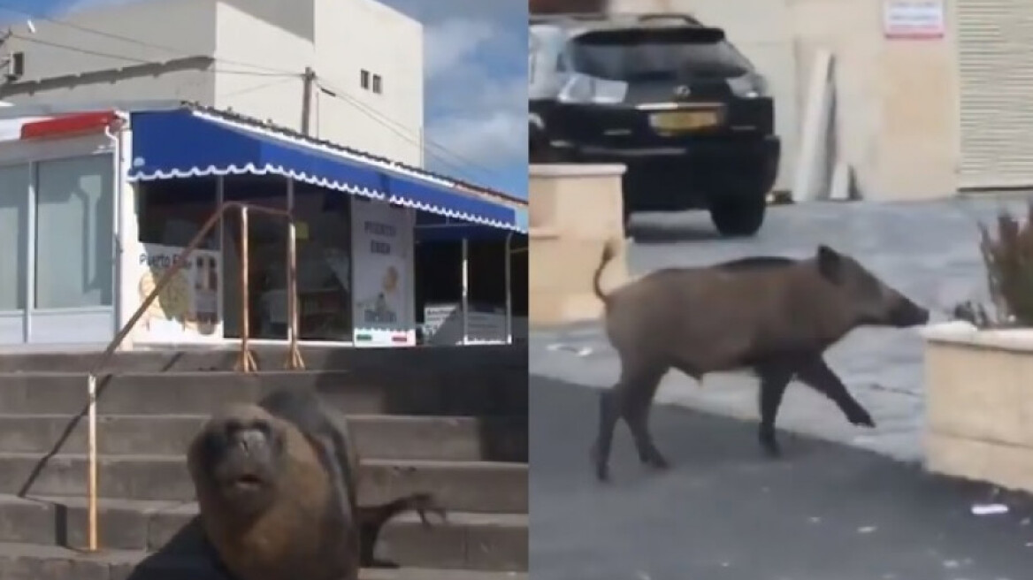 Κορωνοϊός: Αγριογούρουνα και θαλάσσια λιοντάρια «καταλαμβάνουν» αστικά κέντρα