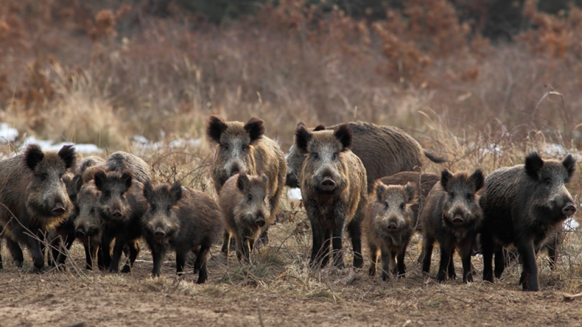 Κοπάδι από αγριογούρουνα έκανε βόλτες έξω απ’ την Καλαμπάκα