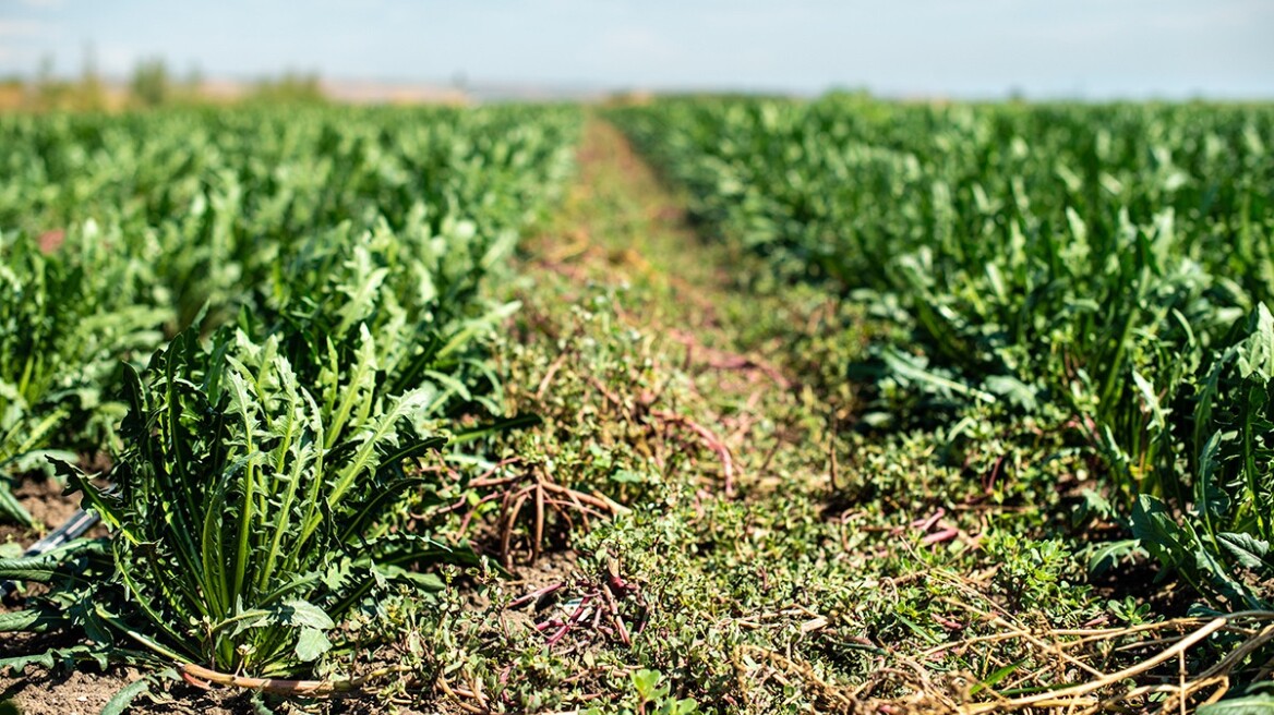 Τι χόρτα μαζεύουμε από τους αγρούς την Άνοιξη;