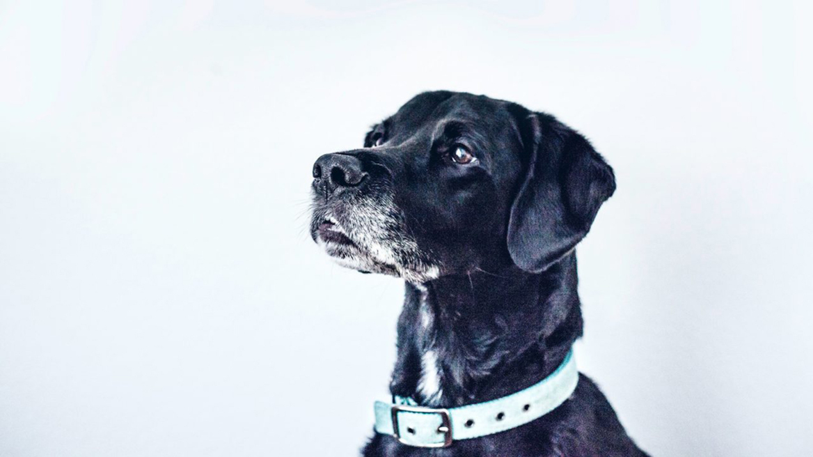 Πώς φερόμαστε σε ένα σκύλο που φοβάται και τη σκιά του