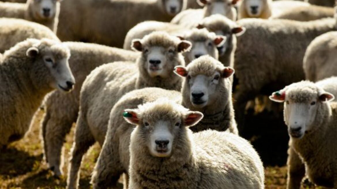 Σε σοβαρό κίνδυνο η κτηνοτροφική παραγωγή της χώρας
