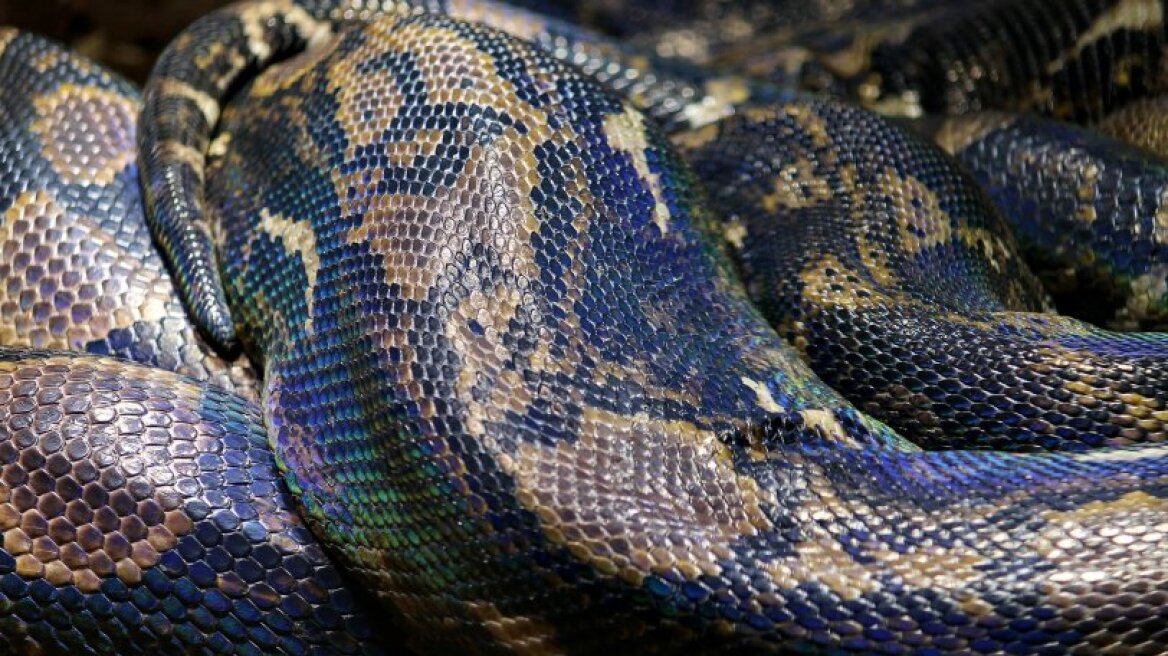 Πύθωνας καταβροχθίζει ένα πόσουμ την ώρα που κρέμεται από στέγη (pics & vid)