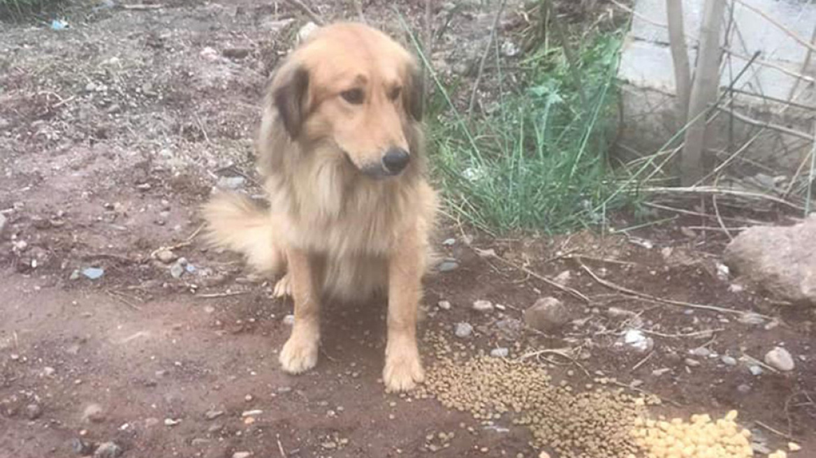 Αίσιο τέλος για τον Άτλαντα, το σκυλάκι που χτυπήθηκε και έμεινε ανάπηρο στην Καλαμάτα