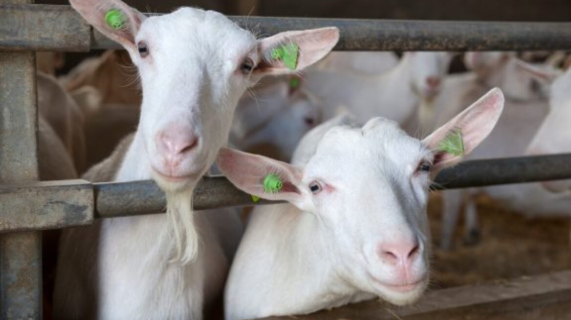 Κορωνοϊός: Αποζημιώσεις σε αιγοπροβατοτρόφους και χοιροτρόφους