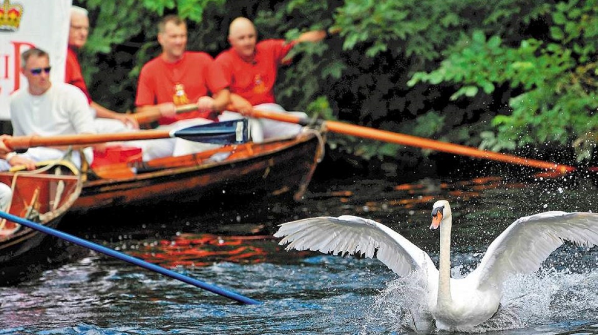Βρετανία: Ακυρώθηκε λόγω κορωνοϊού η απογραφή των βασιλικών κύκνων!