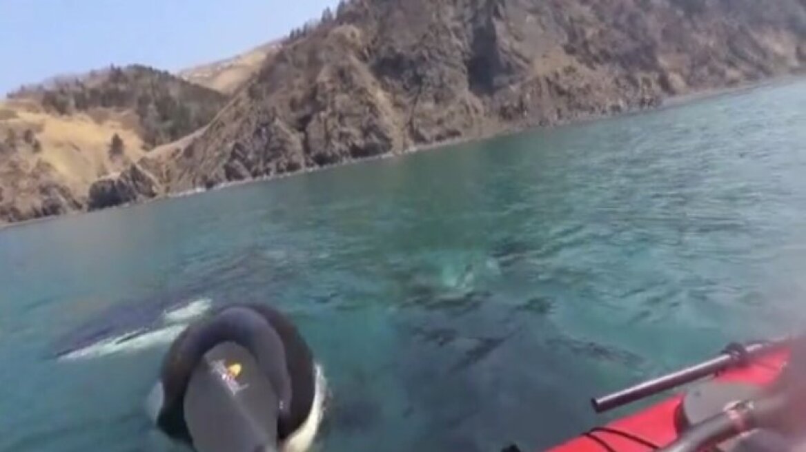 «Με κοιτάζει, γ@@@@ο»: Η στιγμή που τρεις φάλαινες-δολοφόνοι περικύκλωσαν καγιάκ (vid)