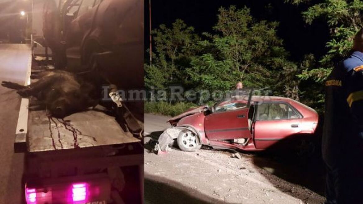 Λαμία: Στην Εντατική παραμένει ο 63χρονος μετά το τροχαίο με μεγάλο αγριογούρουνο