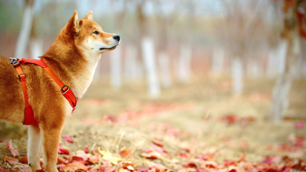 Σκύλος: Γιατί και πότε σηκώνεται η τρίχα του;