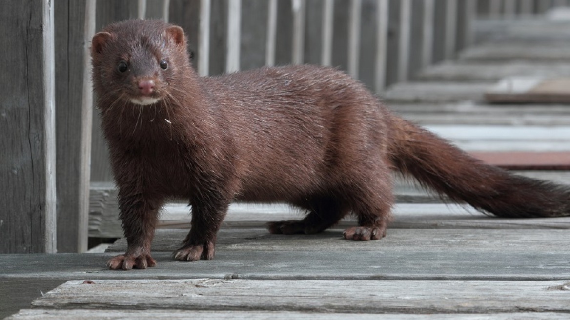 Κορωνοϊός - Δανία: Εντοπίστηκε και σε ανθρώπους το μεταλλαγμένο στέλεχος του ιού που έφεραν τα βιζόν